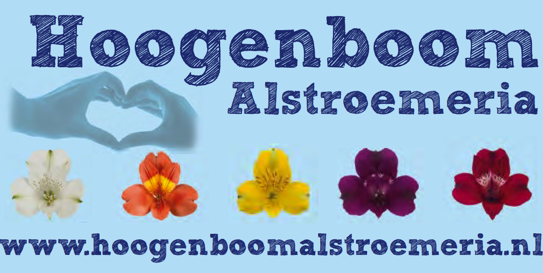 Hoogenboom Alstroemeria